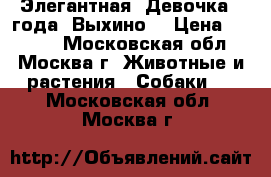 Элегантная  Девочка. 2года. Выхино. › Цена ­ 7 700 - Московская обл., Москва г. Животные и растения » Собаки   . Московская обл.,Москва г.